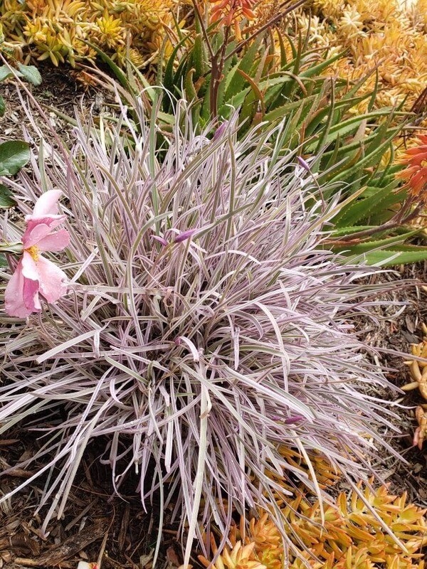 Tulbaghia violacea ‘Purple Ribbons’