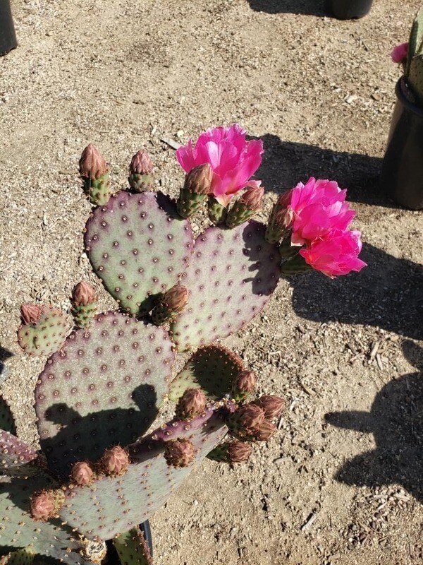 Opuntia Beaver Rita