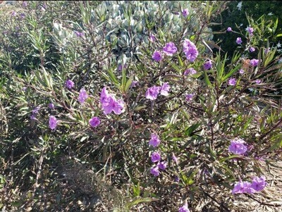 Ruellia brittoniana Purple Garment Bush