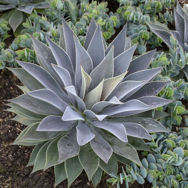 Mangave "Lavender Lady"