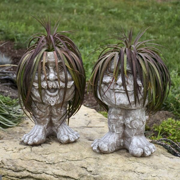 Mangave "Bad Hair Day"