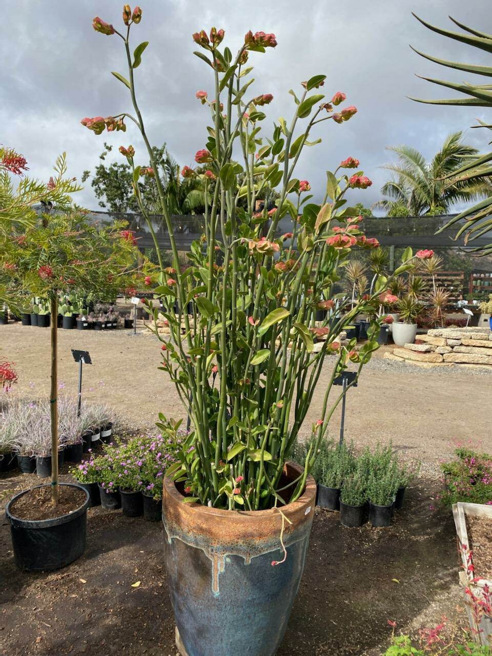 Tall slipper plant new arrivals