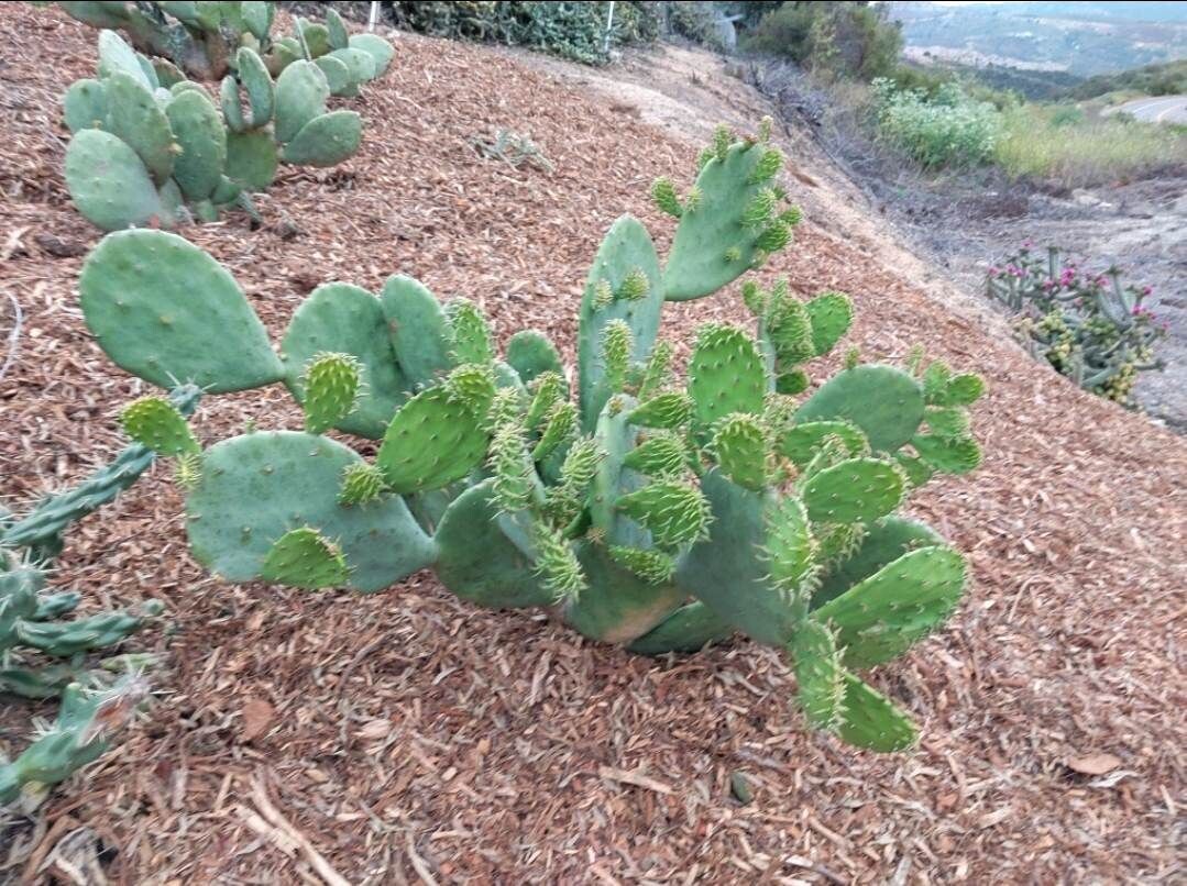 Opuntia ‘Cacanapa Ellisiana