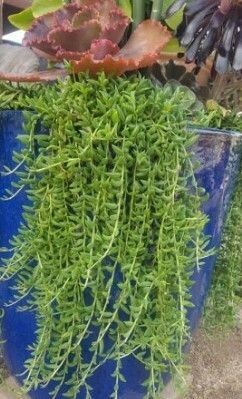 Senecio radicans