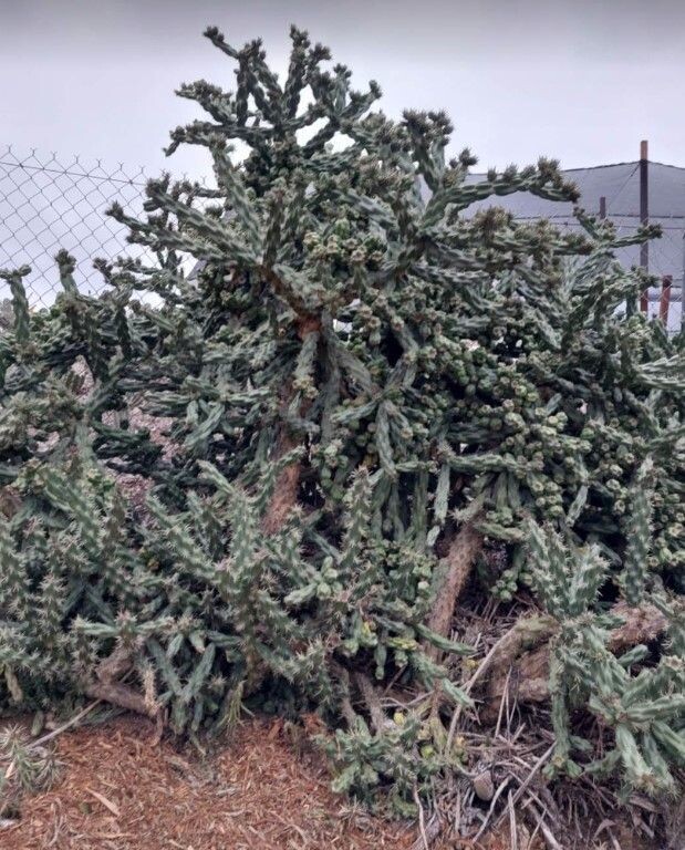 Opuntia  ‘imbricata’