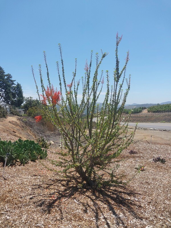 Fouquieria diguetii hybrid