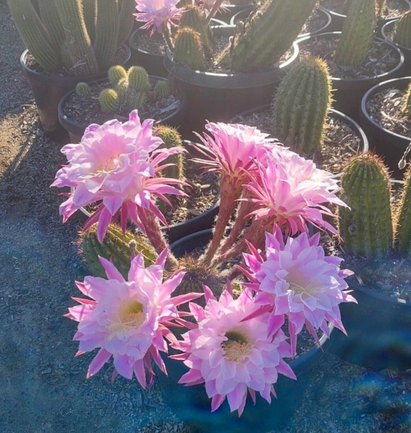 Trichonopsis hybrid Susie Q