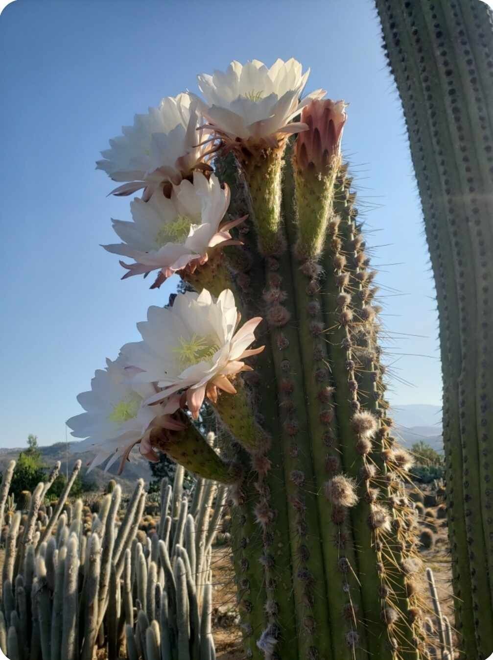 Trichocereus terscheckii Trichocereus terscheckii