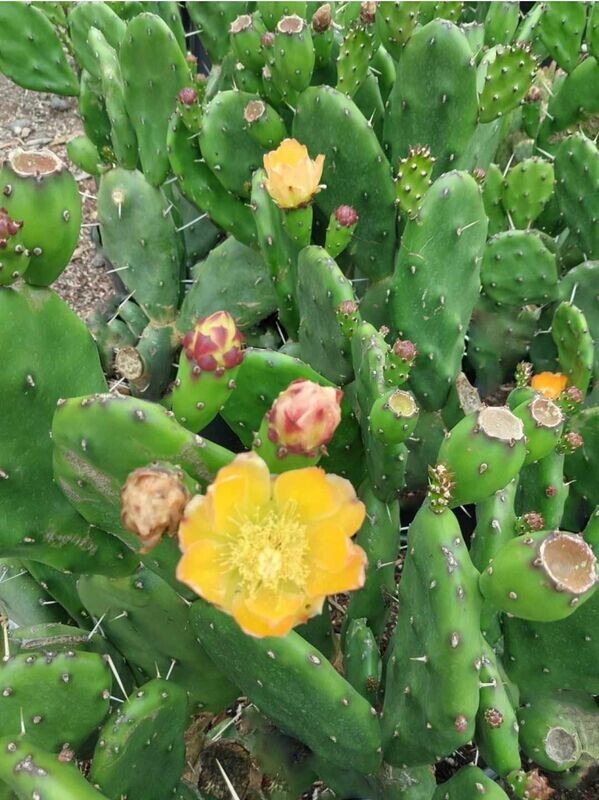 Opuntia paraguayensis