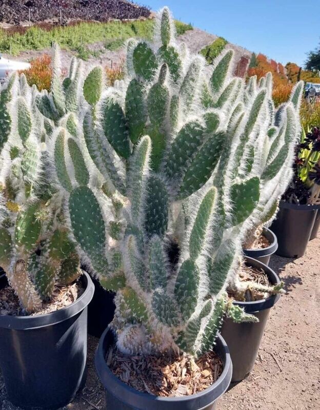 Opuntia pailana