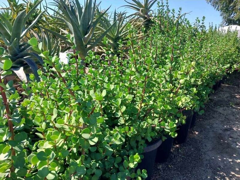 Portulacaria macrophylla "Bull-ephant”