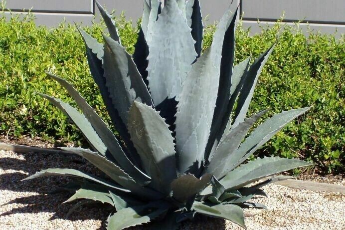 Agave americana