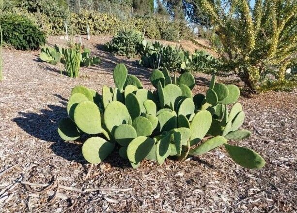 Opuntia cacanapa 'Ellisiana'