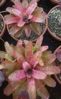 Neo Alpine Rose