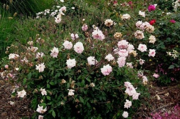 Rosa 'Cecile Brunner Bush'