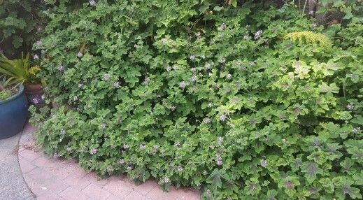 Pelargonium quercifolium