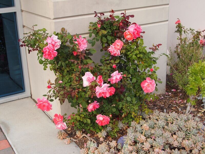 Rosa 'Inner Wheel'
