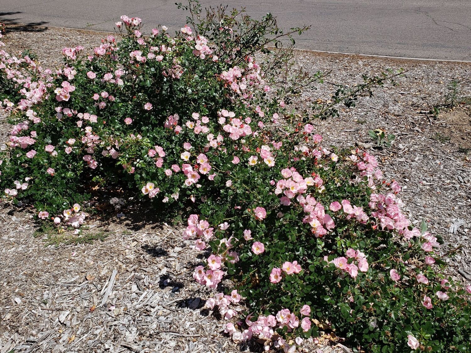 Rosa 'Pink Patty Cakes'