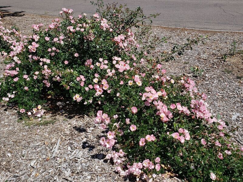 Rosa 'Pink Patty Cakes'