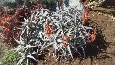 Aloe acutissima