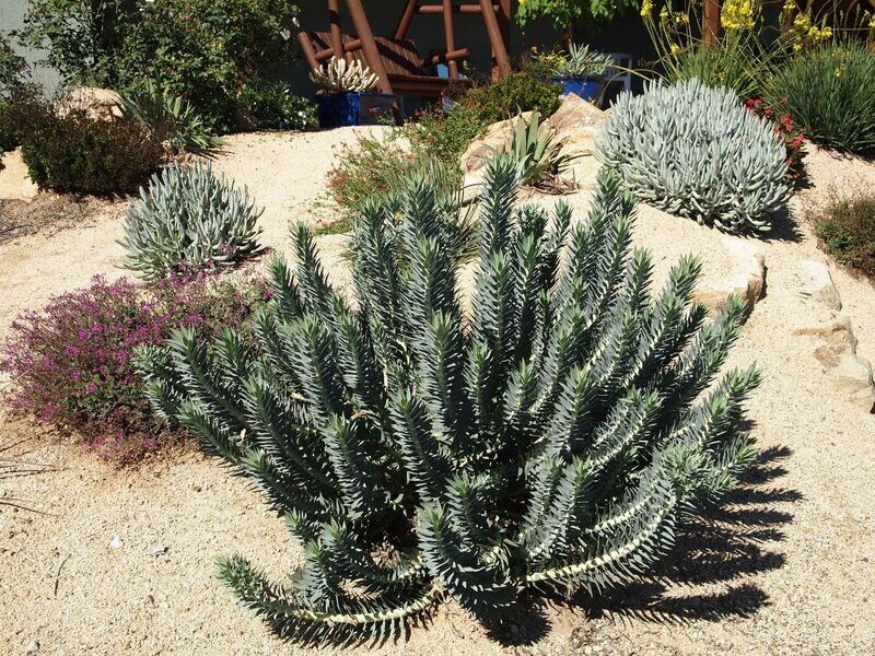 Euphorbia rigida