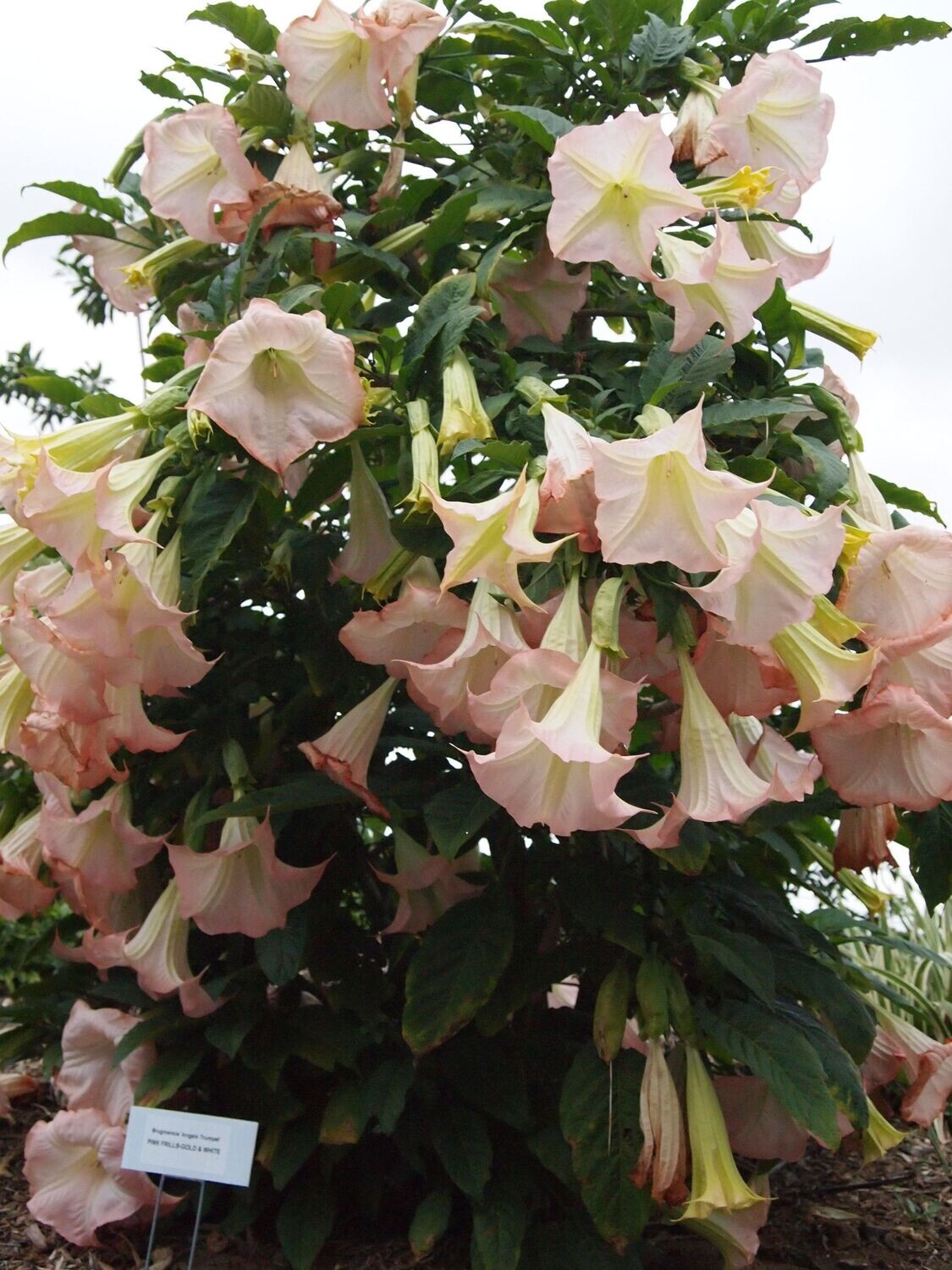 Sun Surf　TARO LEAF ANGEL'S TRUMPET　M Brugmansia Angel's Trumpet