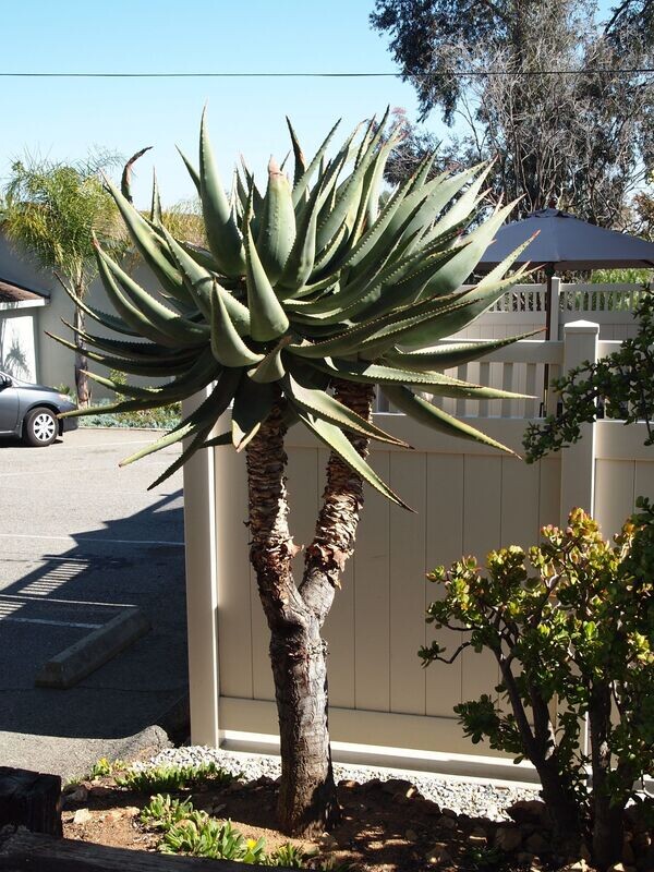 Aloe ferox