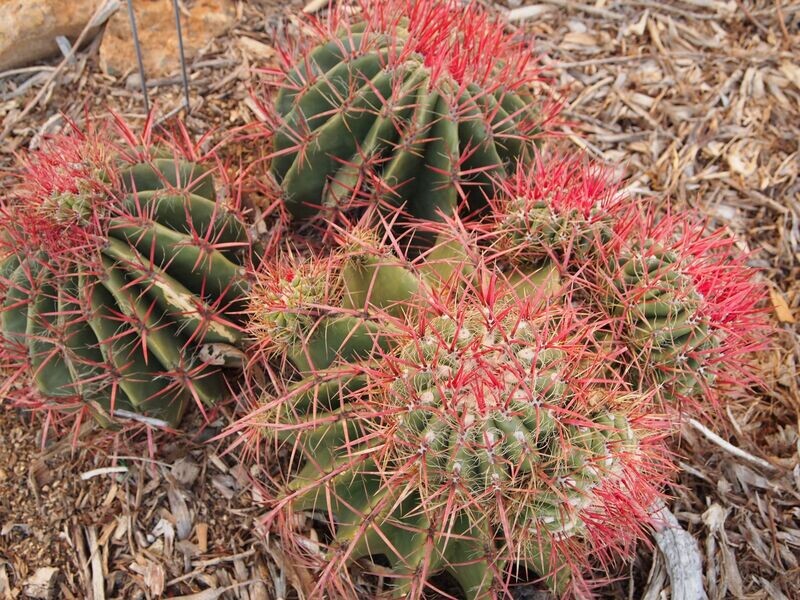 Ferocactus pringlei