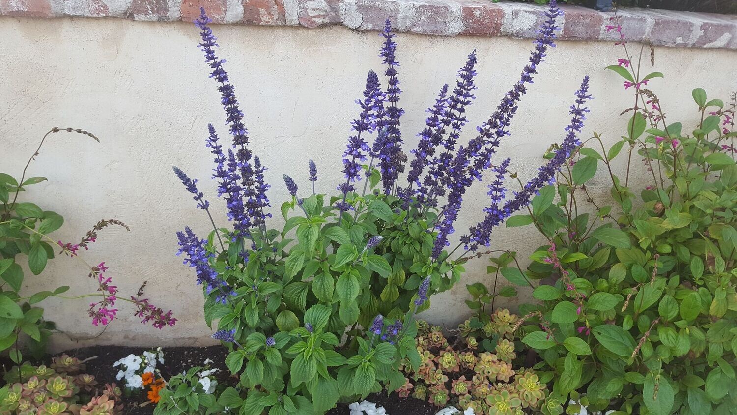 Salvia Mystic Spires