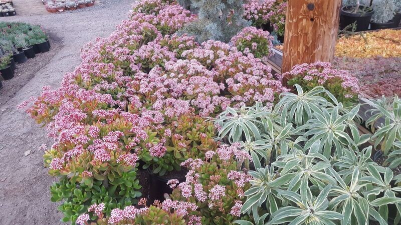 Crassula argentea ‘Pinky'