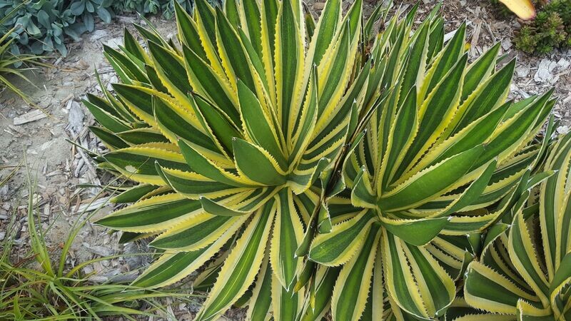 Agave lophantha quadricolor