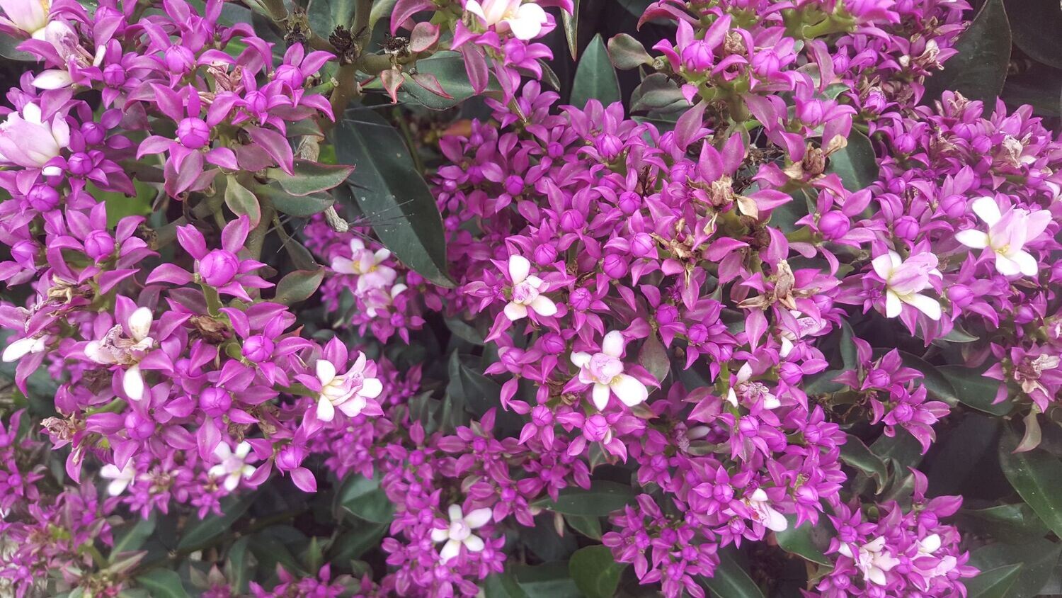 Pereskia grandiflora
