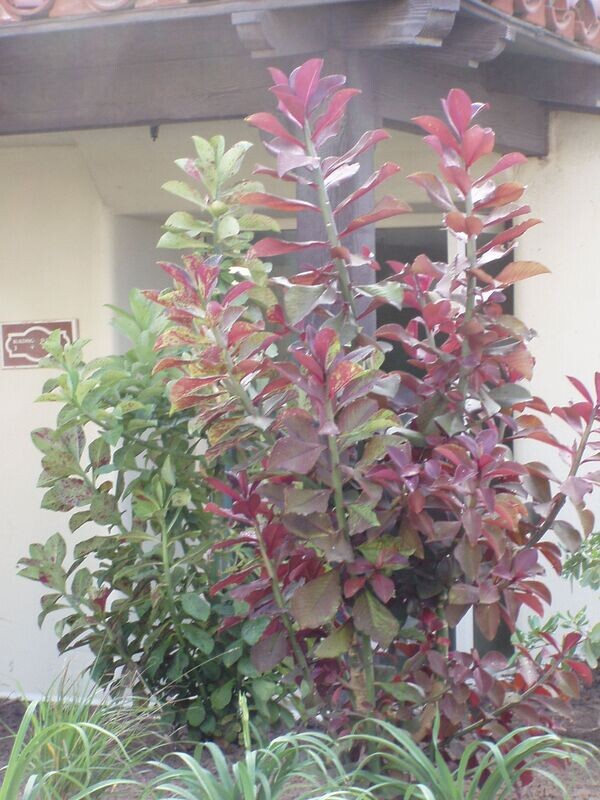 Synadenium grantii