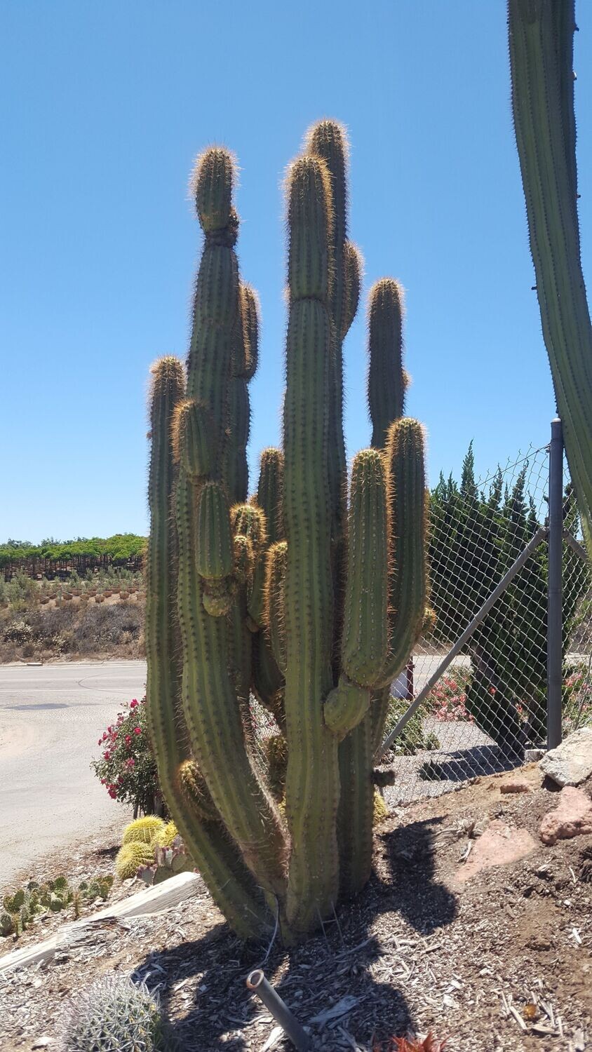 Trichocereus atacamensis