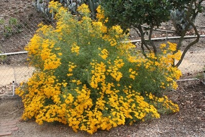 Tagetes lemmonii