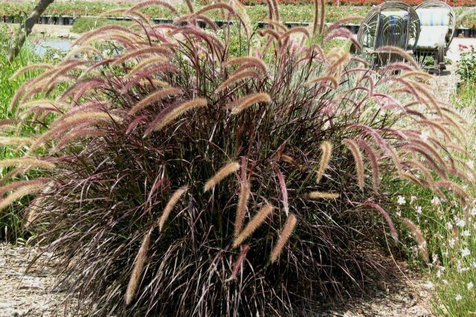 Pennisetum setaceum rubrum Dwarf Red