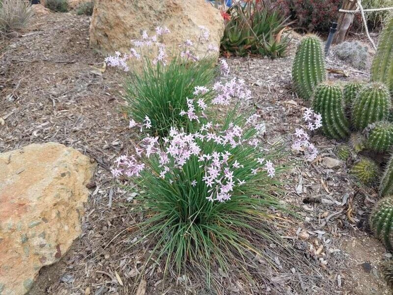 Tulbaghia ‘Thinny Minnie’