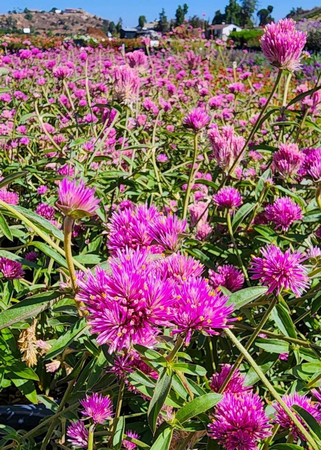 Gomphrena globosa