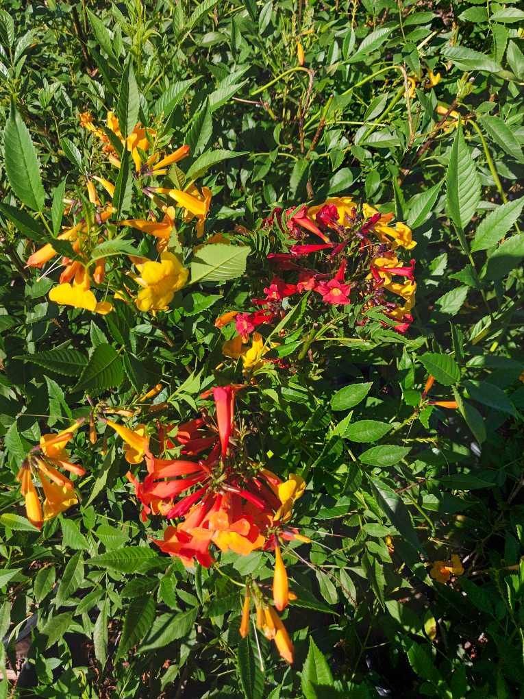 Tecoma stans- Yellow Bells Bush