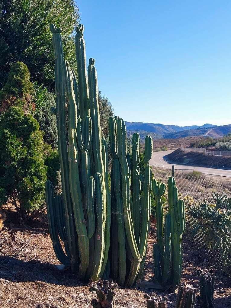Trichocereus pachonoi