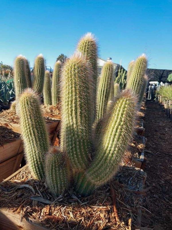 Espostoa Cashmere Columns