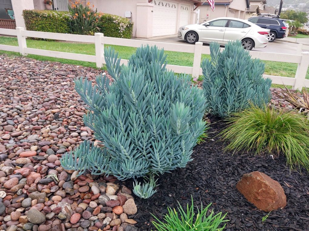 ​Senecio ‘Blue Towers’