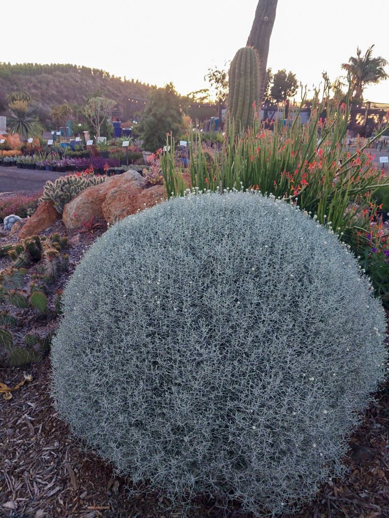 Calycephalus brownii- White Wire