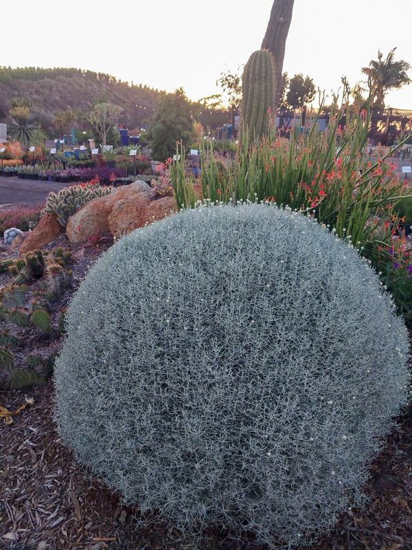 Calycephalus brownii- White Wire