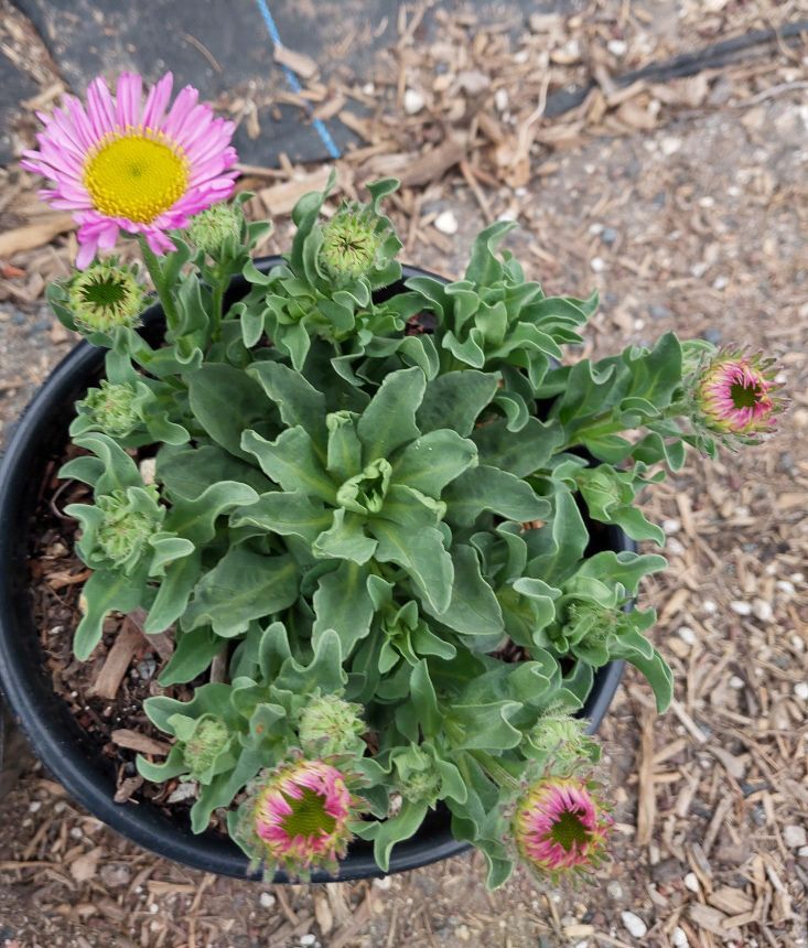 Erigeron glaucus