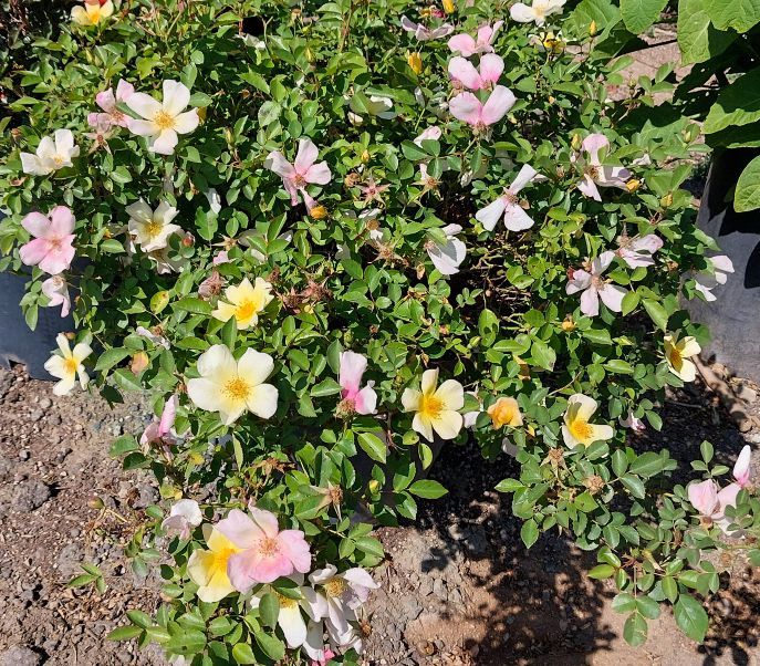 Rosa ‘Strawberry Lemonade’