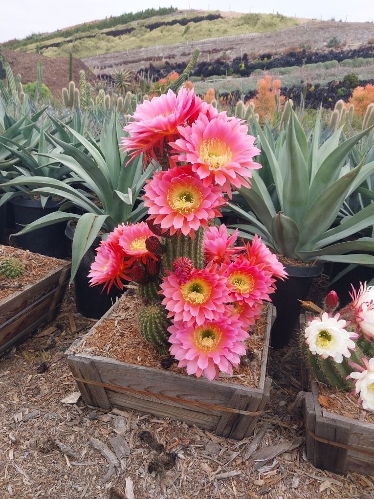 Tricholobivia hyb. Tricholobivia hyb.