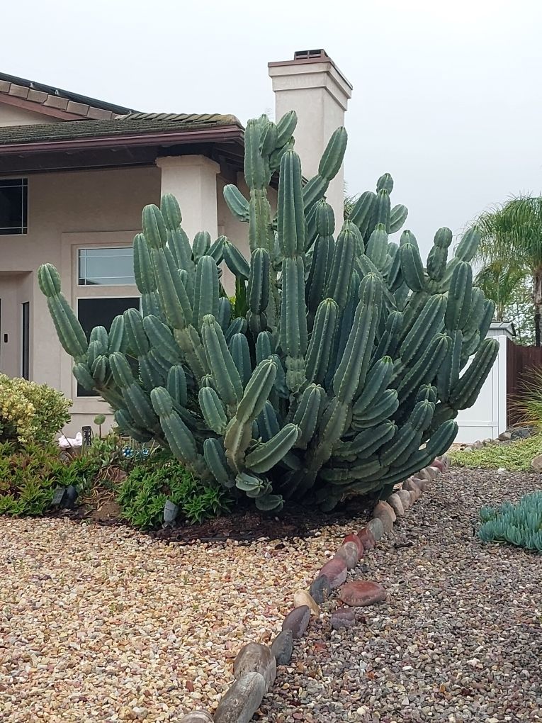 Cereus peruvianus
