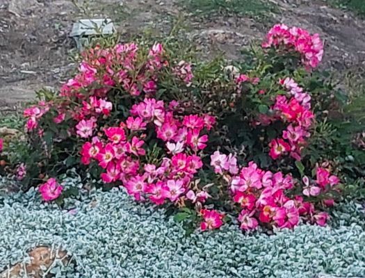 Rosa ‘Candy Kisses’