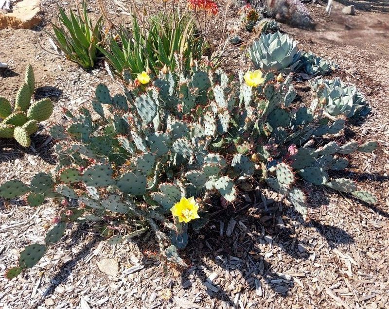 Opuntia hyb. ‘Goldie Rita’
